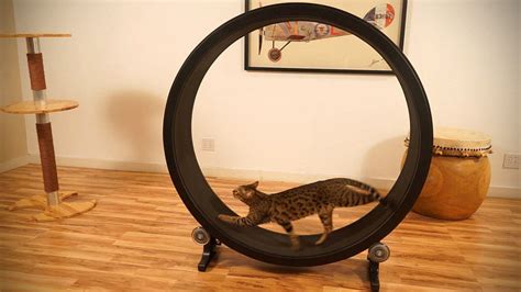 One Fast Cat Is A Giant Hamster Wheel For Your Cat That Doesn't Cost An ...