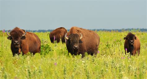 Wildlife In The Temperate Grasslands — Diverse Or Abundant? – Unique ...