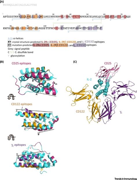 Interleukin-2: Biology, Design and Application: Trends in Immunology