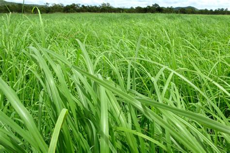 Rhodes Tropical Grass | AusWest & Stephen Pasture Seeds