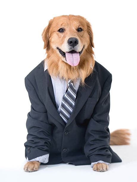 Dog In Suit Stock Photos, Pictures & Royalty-Free Images - iStock