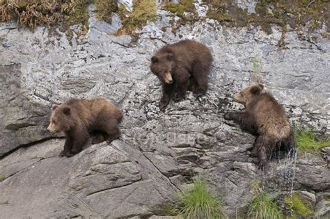 Grizzly bear and cubs walking at shoreline while looking for food ...