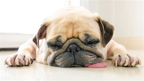 Lethargic Dog: Signs You Need to Call the Vet | Reader's Digest