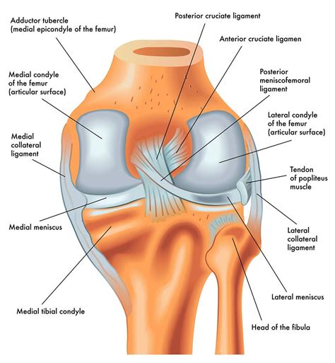 Sydney Knee Specialists | Kogarah, Miranda & Sydney