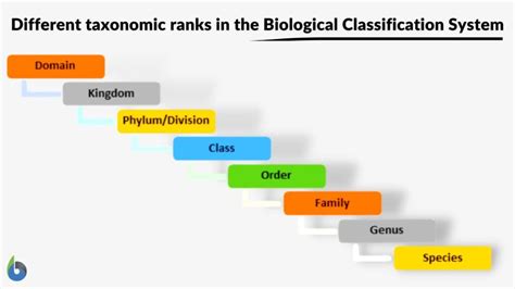 Taxonomie Definition