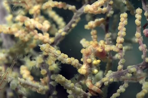 Watch: The unbelievable camouflage of the pygmy seahorse | Oceans ...