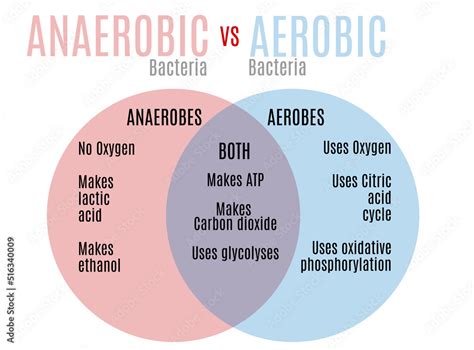 Aerobic vs. anaerobic bacteria venn diagram Stock Illustration | Adobe ...