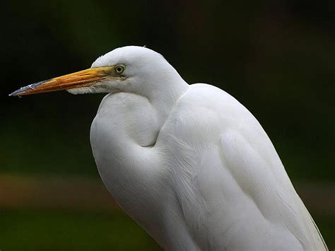 Free picture: egrets, beaks, feathers, birds