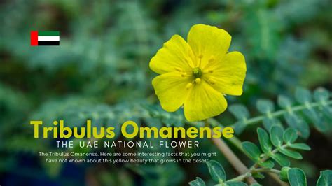 UAE National Flower | Tribulus Omanense