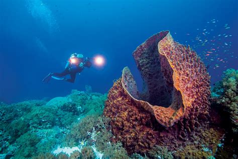 Tubbataha Reefs: Dive Into The Surreal Waters Of This UNESCO World ...