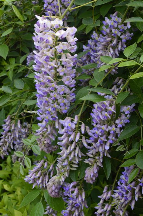 Blooming Wisteria - Wave Hill