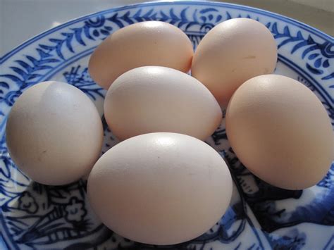 Silkie Eggs - Tilly's Nest