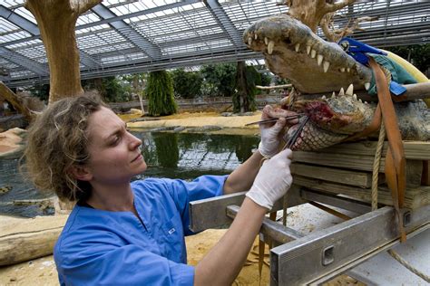 4 Insider Tips to Get a Zoo Job | Zoo veterinarian, Zoo, Vet school