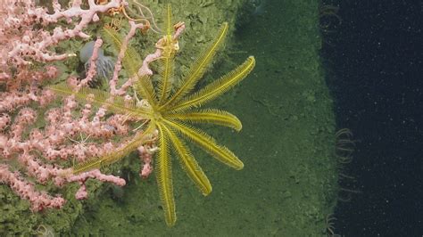 Searching for the treasures of the deep: Deep-sea corals and sponges in ...