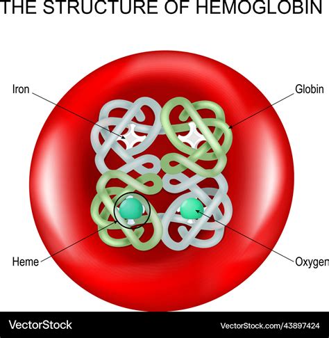 Hemoglobin into a red blood cell Royalty Free Vector Image