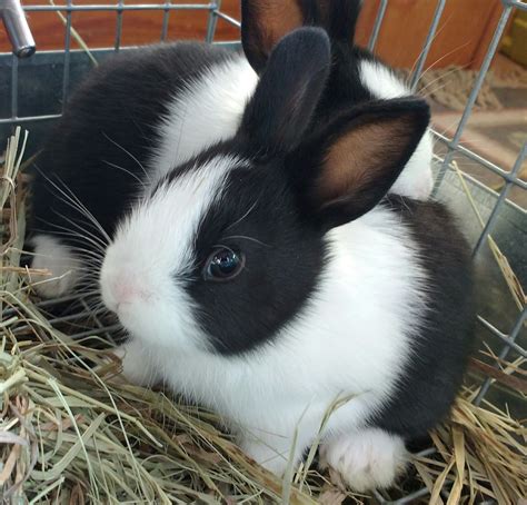 Three week old Dutch rabbit sisters, Breeze and Dotti | Fluffy animals ...