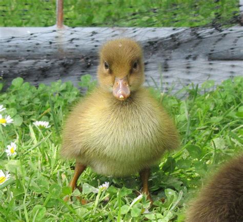 Khaki Campbell Duckling - 1 day Old | Ducklings, Photography, Animals