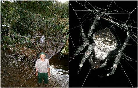 The Darwin bark spider, discovered 2010. : pics