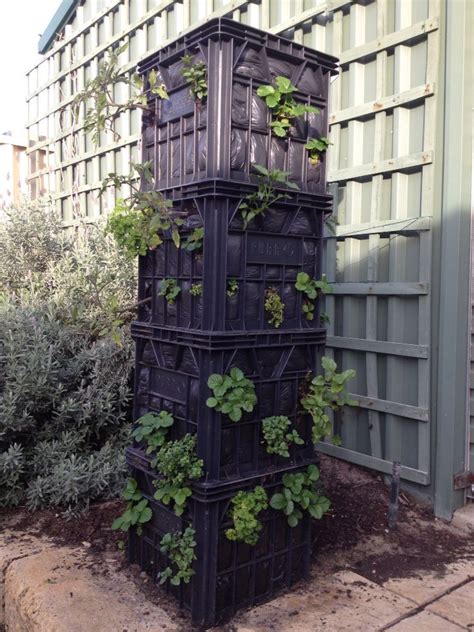 Vertical gardening - recycled milk crates and less water needed. Choose ...