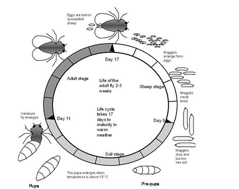 Life Cycle Of A Blowfly