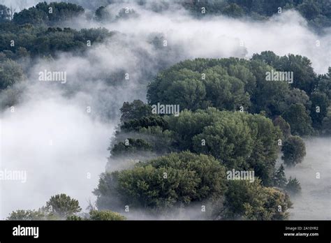 The misty forest at sunrise Stock Photo - Alamy