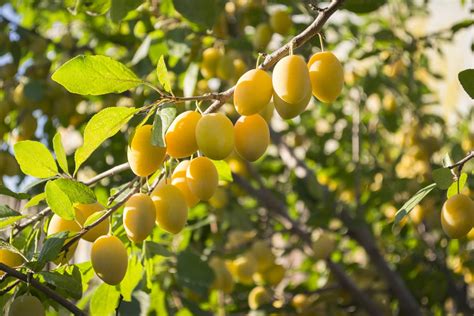 What Is A Yellow Egg Plum – Learn About European Plum ‘Yellow Egg’ Care