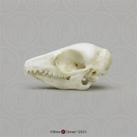 Elephant Shrew Skull - Bone Clones, Inc. - Osteological Reproductions