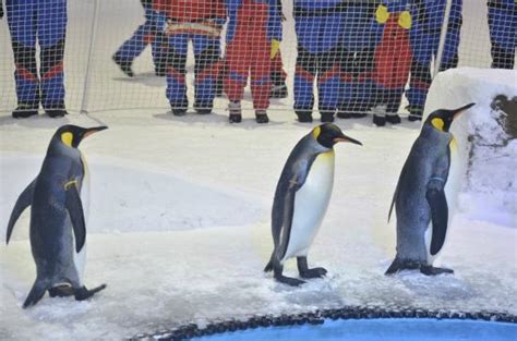 Fantastic - Snow Penguins at Ski Dubai, Dubai Traveller Reviews ...