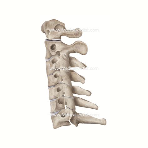 Human Bone Anatomy Drawing : Human Skeletal System Vector Human Bone ...