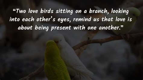 2024 Love Birds Quotes To Say "we Are Love Birds"