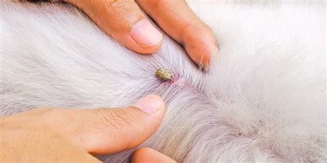 How to Remove a Tick From a Dog - What Ticks Look Like on a Dog