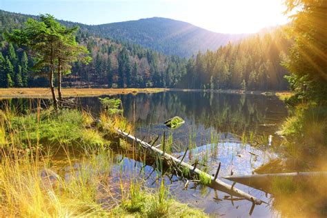 Bavarian Forest National Park