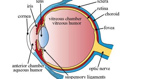 The vitreous humor and its variations with age - Eye Pain Center