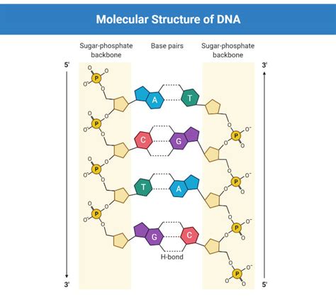 DNA: Properties, Structure, Composition, Types, Functions