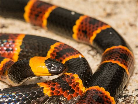 List of Venomous Snakes in Florida - Reptile Range