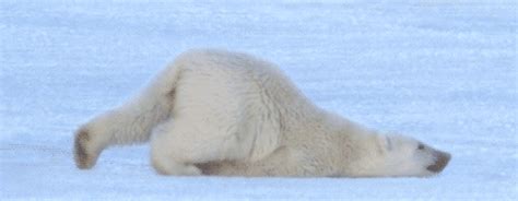 funny pictures polar bear gif | WiffleGif