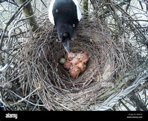 The nest of the Magpie (Pica pica) in nature Stock Photo - Alamy