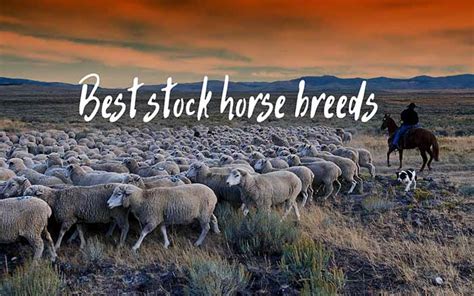 The Best Stock Horse Breeds for Your Ranch or Farm