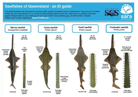 Sawfish species identification flyer - Sharks And Rays Australia