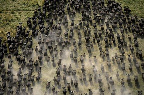 Herd Of Migrating African Buffalo Photograph by Beverly Joubert