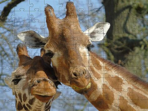 Free Animal Jigsaw Games - Jigsaw Puzzles of Animals