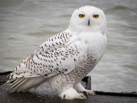 Snowy Owl Nest