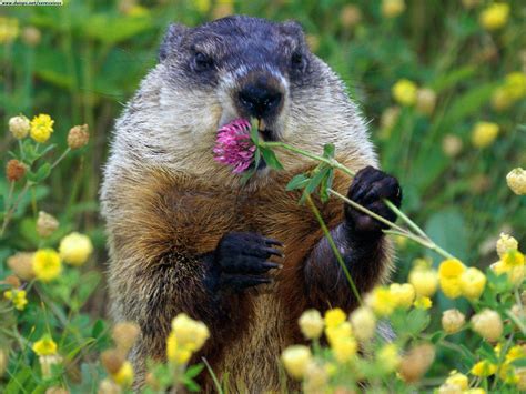 9 Marmots You Should Be Aware Of | Groundhog pictures, Animals, Happy ...