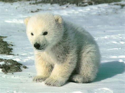 Pictures Of Polar Bear Cubs - Glad Philis