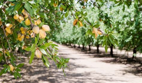 5 Types of Orchards - Farmhouse Guide