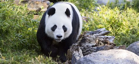 VIP Panda - Meet Australia’s only Giant Pandas, Wang Wang and Fu Ni