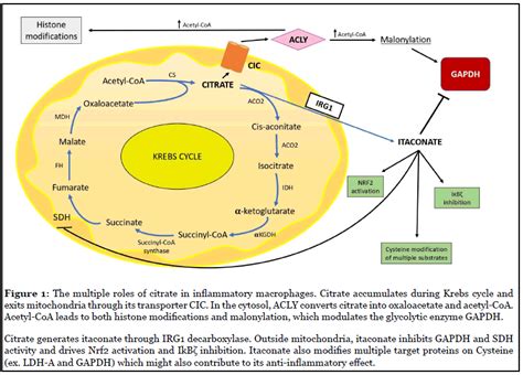 Is Citrate A Critical Signal in Immunity and Inflammation