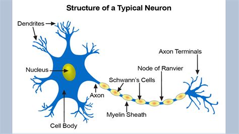 Comment se développent les cellules nerveuses et vasculaires