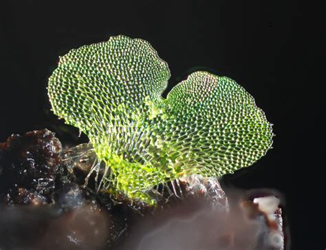 Macrophotography of fern gametophytes using a DIY focus stacking system ...