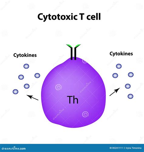 Cytotoxic T Cell Diagram